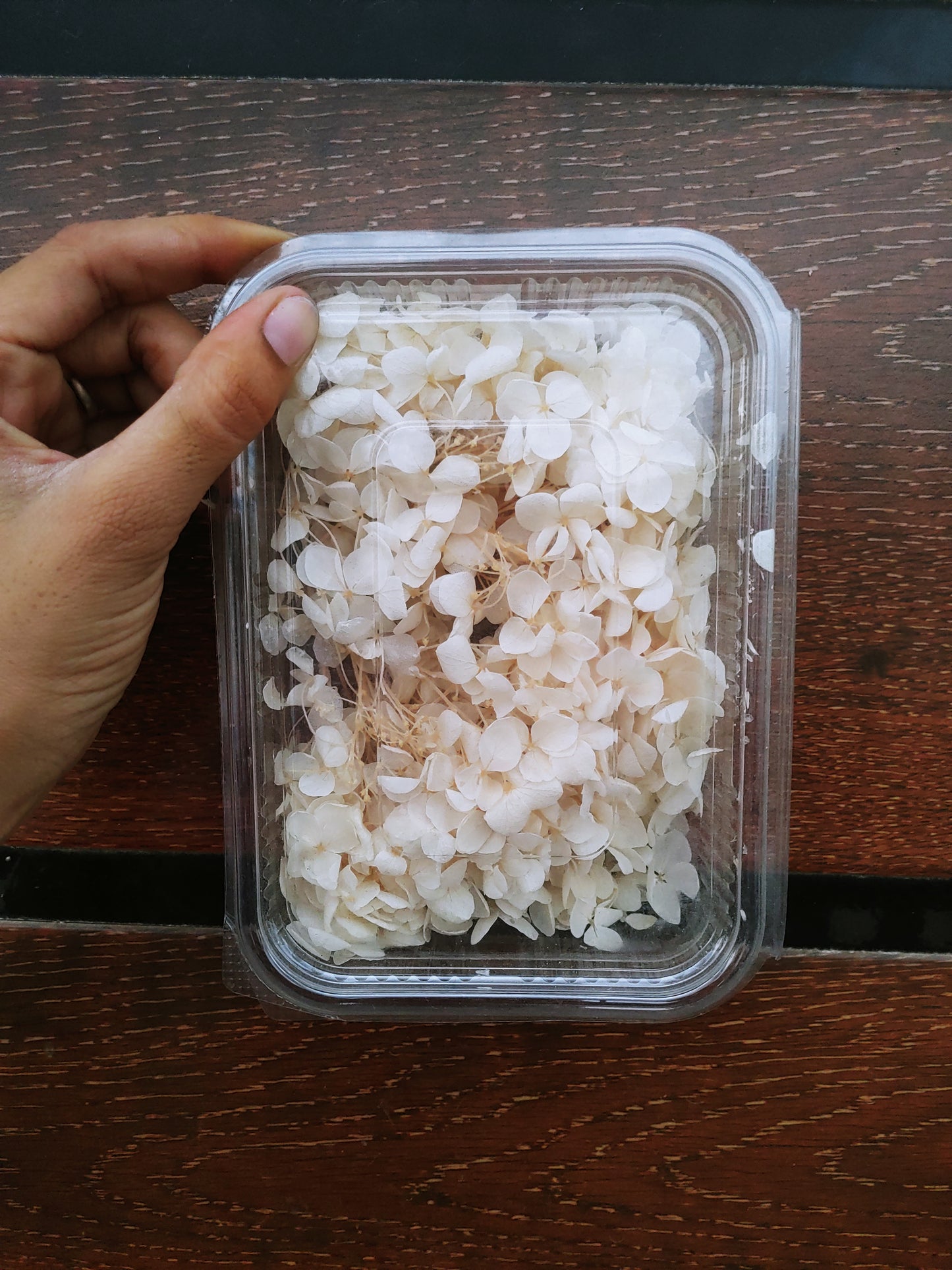 Hydra Flower Big Box