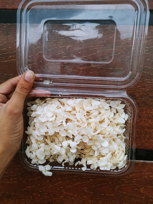 Hydra Flower Big Box