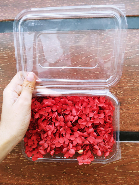 Hydra Flower Big Box