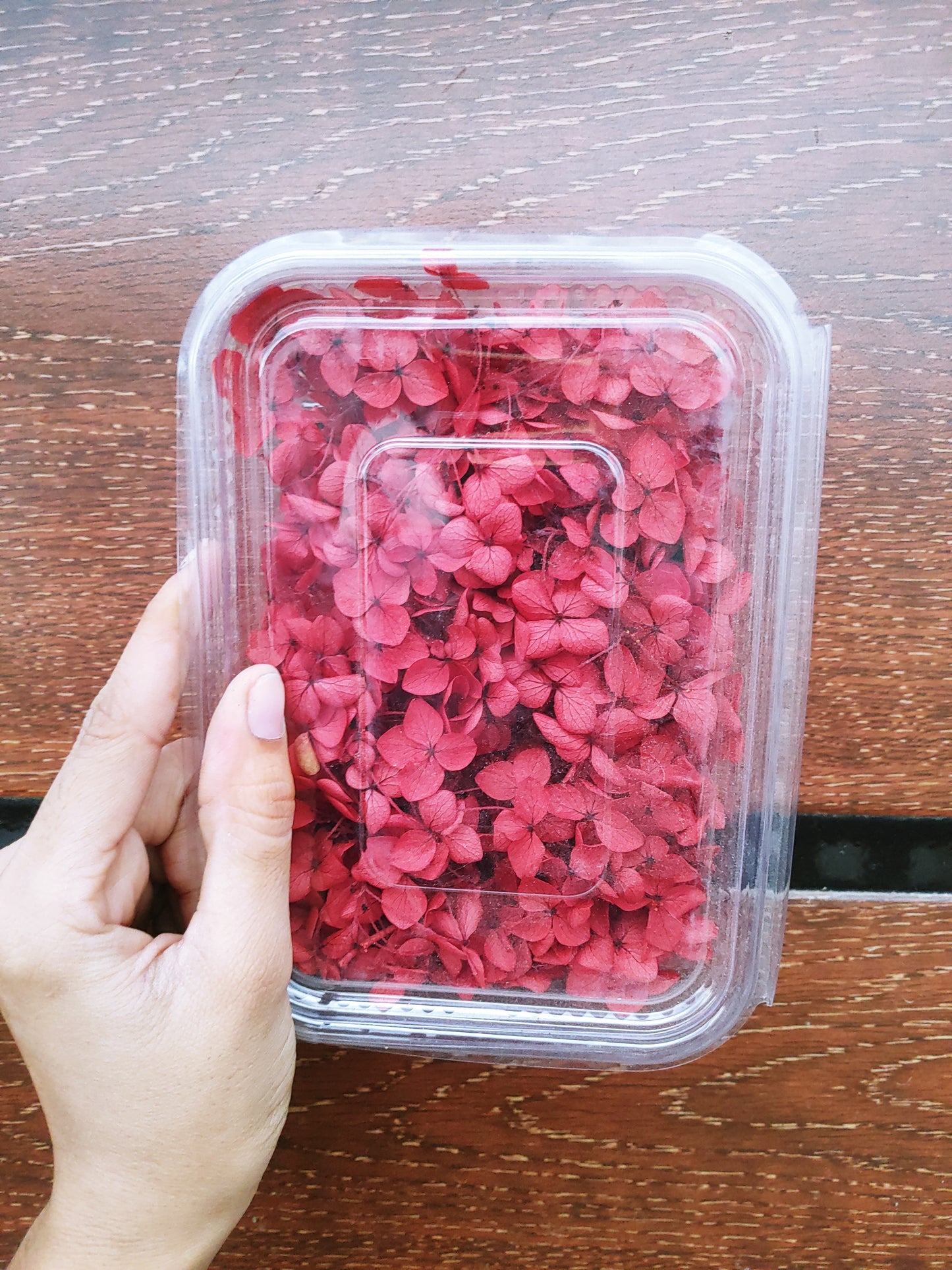 Hydra Flower Big Box