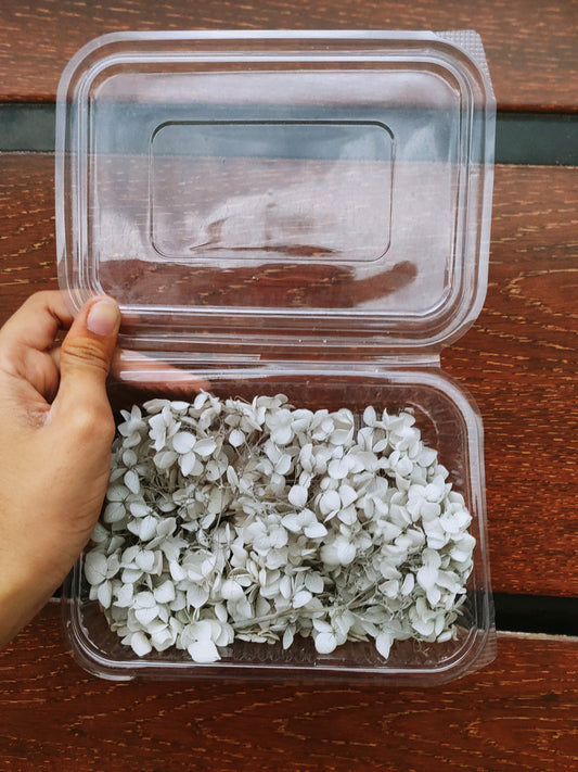 Hydra Flower Big Box