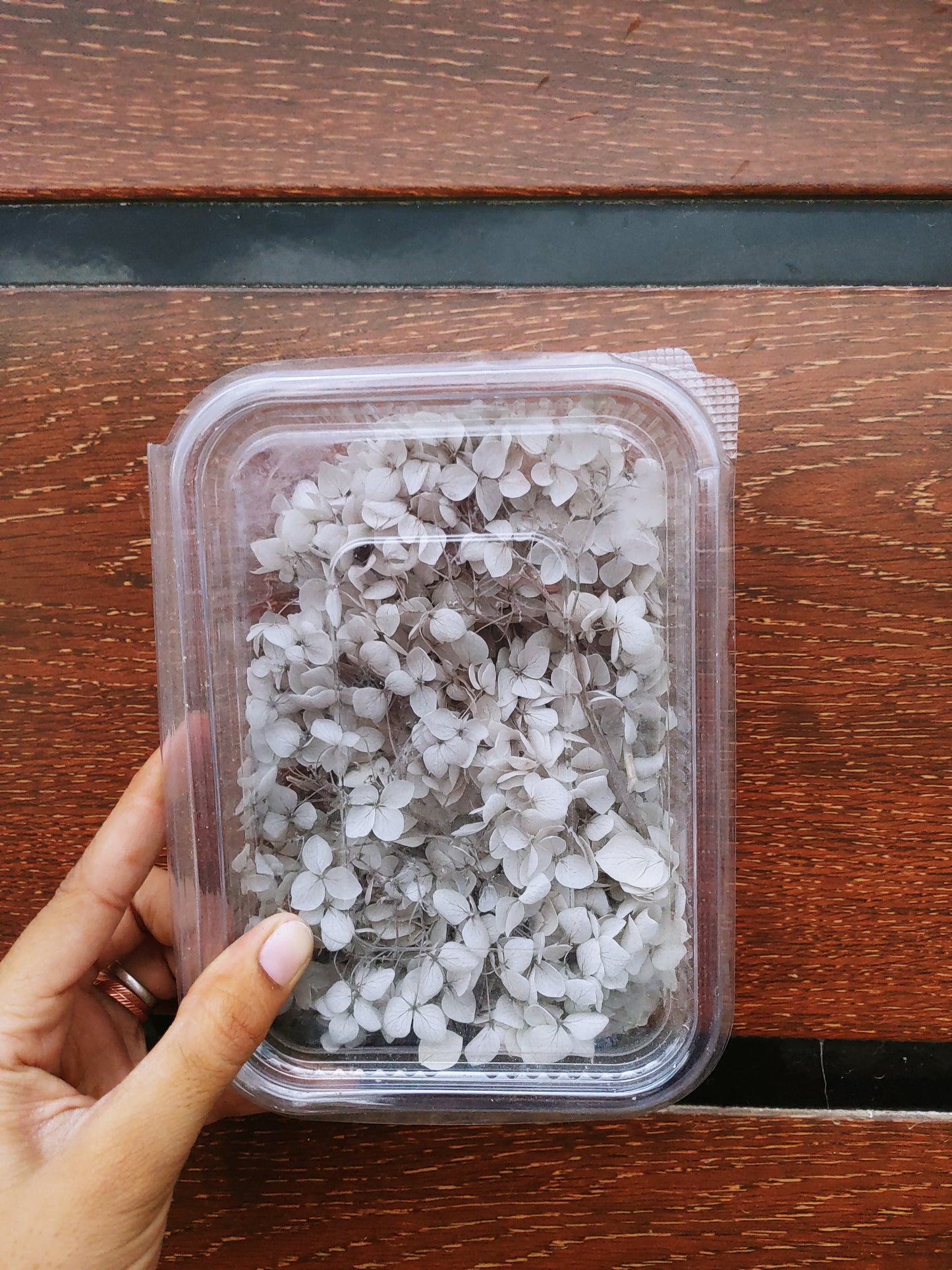 Hydra Flower Big Box