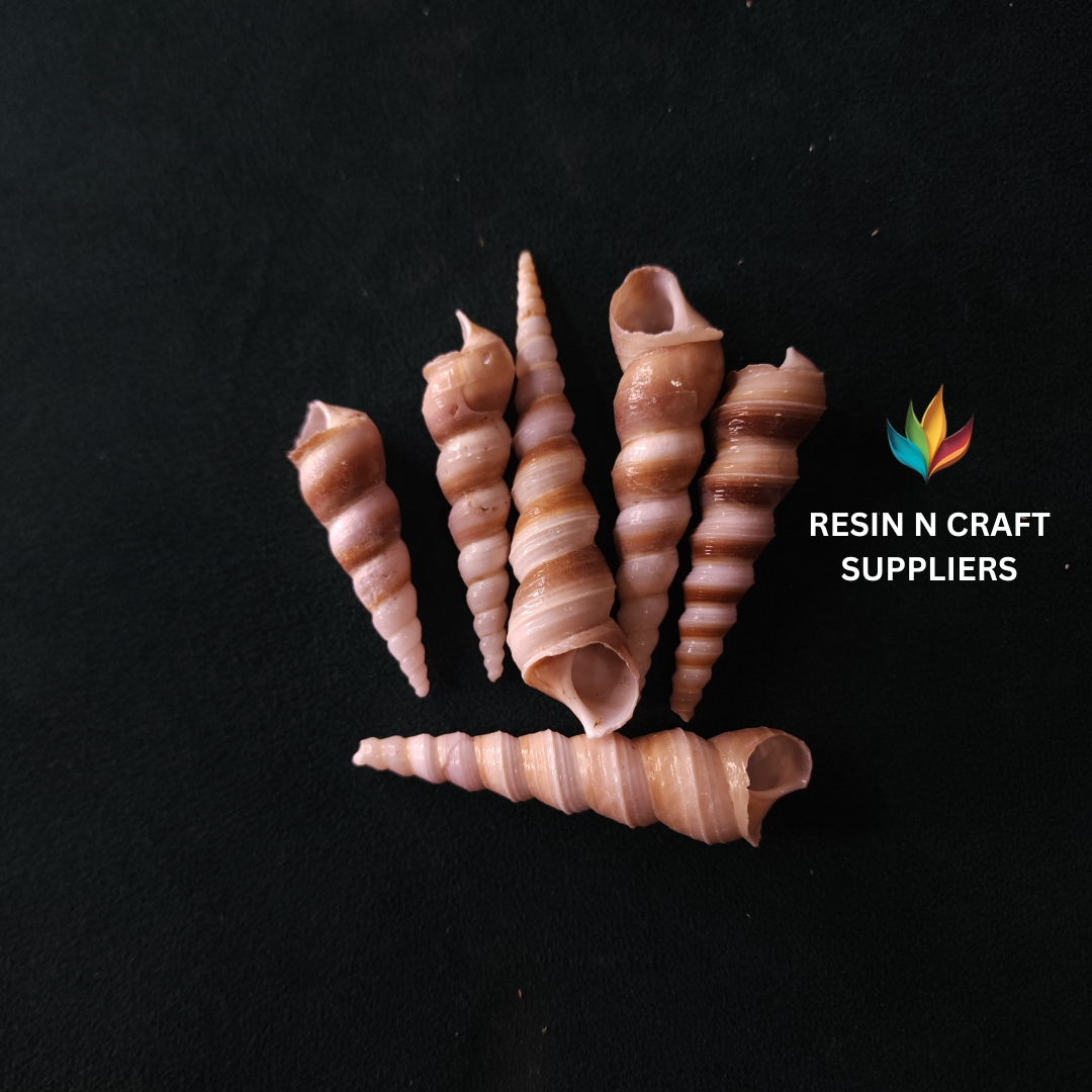 Glossy Spiral Whelk Shells Stone 40 GRMS (Design 20)