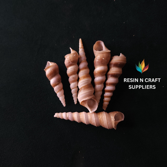 Glossy Spiral Whelk Shells Stone 40 GRMS (Design 20)