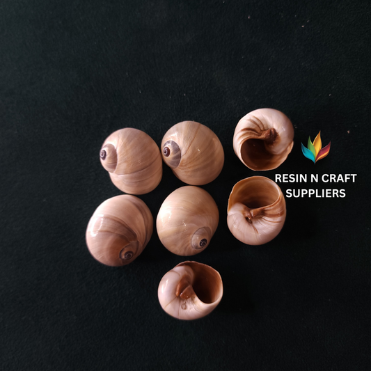 Polished Spiral Eye  Shell Stone 40 GRMS (Design 17)