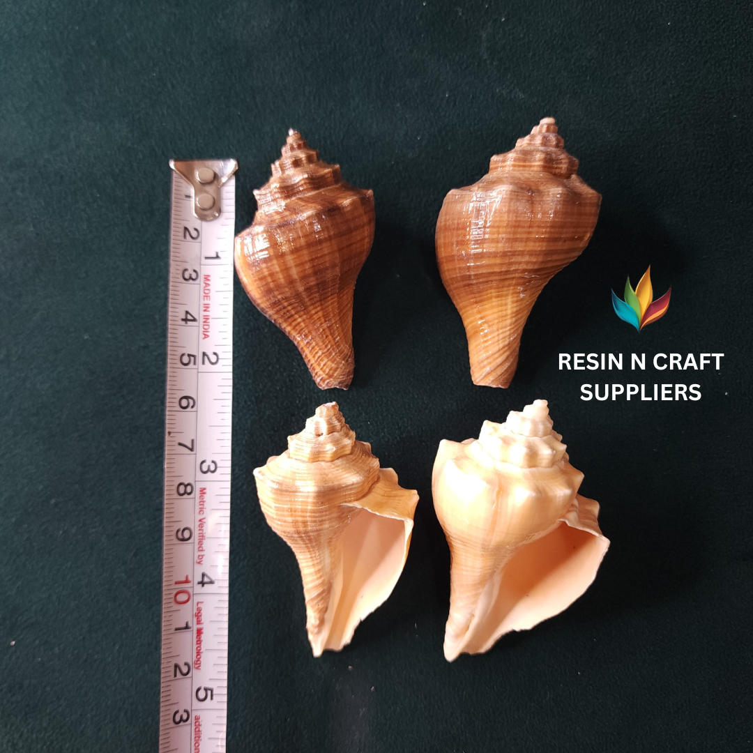 Glossy Spiral Whelk Shells Stone 40 GRMS (Design 6)