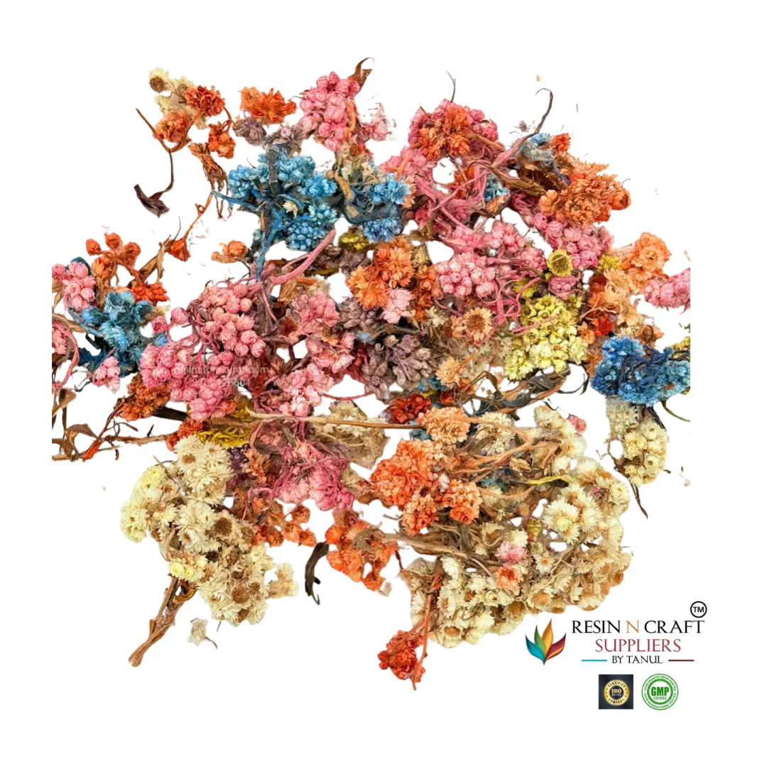 Himalayan Daisy Dried Flower