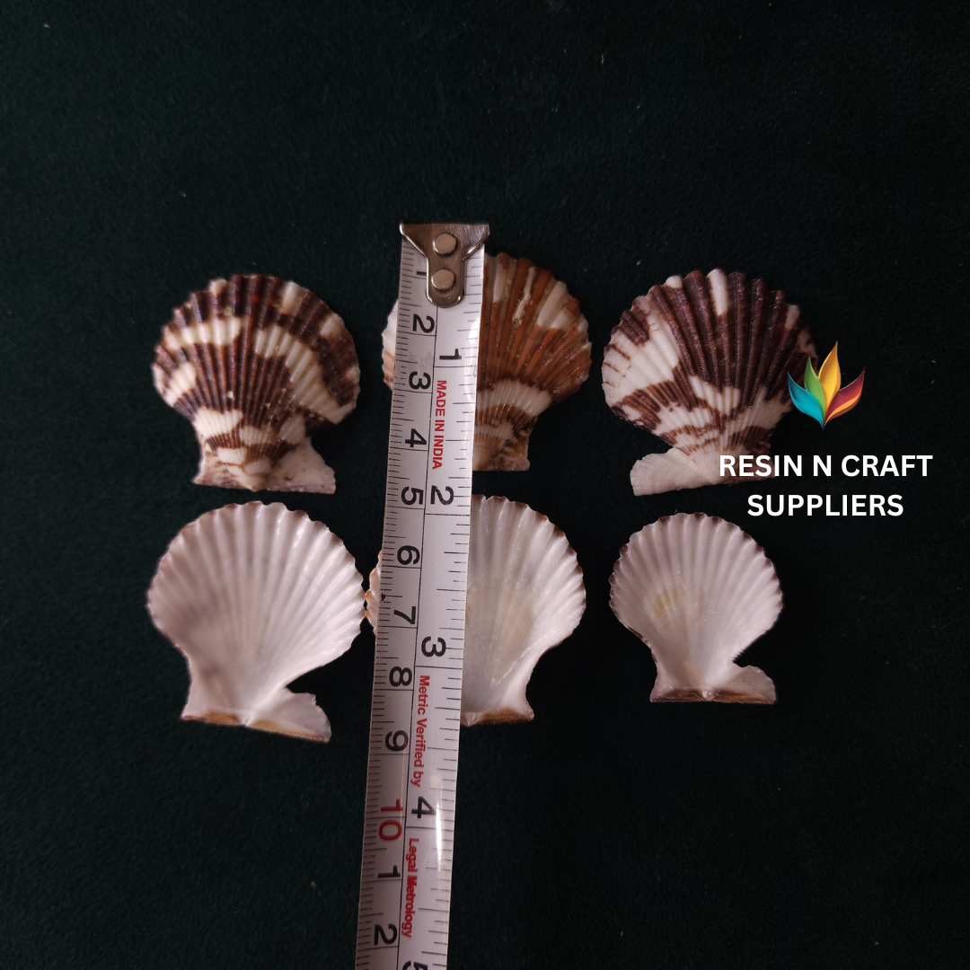 Two-Tone Striped Scallop Shell Stone 40 GRMS (Design 07)