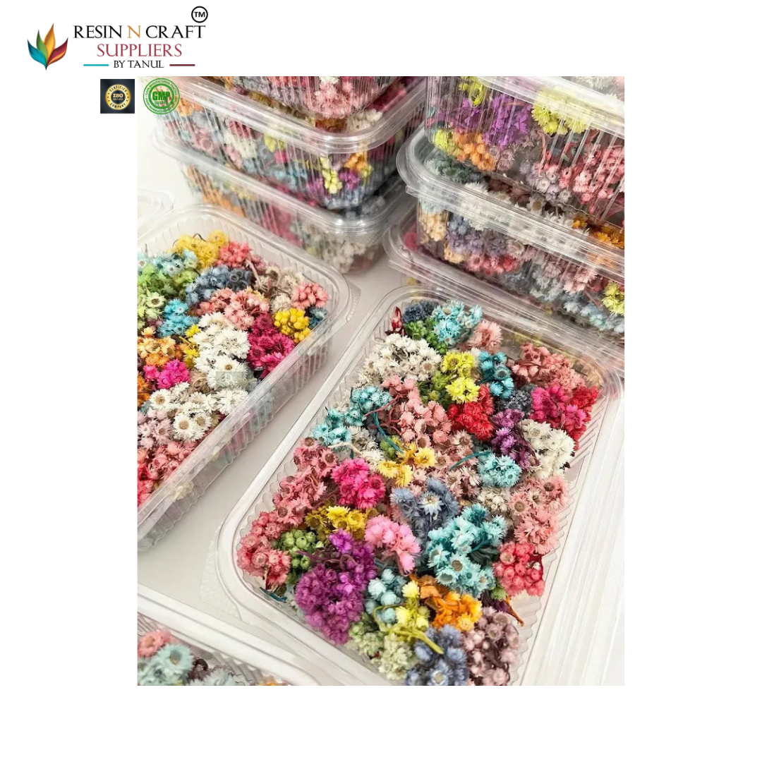 Himalayan Daisy Dried Flower