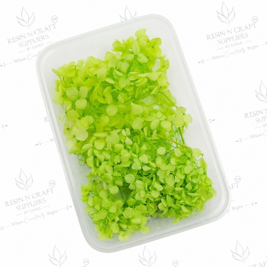 Green Hydrangea (Hydra) Dried Flowers for Resin Art & Jewellery Making – DMG5013EF
