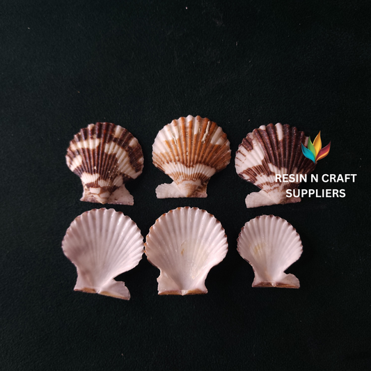 Two-Tone Striped Scallop Shell Stone 40 GRMS (Design 07)