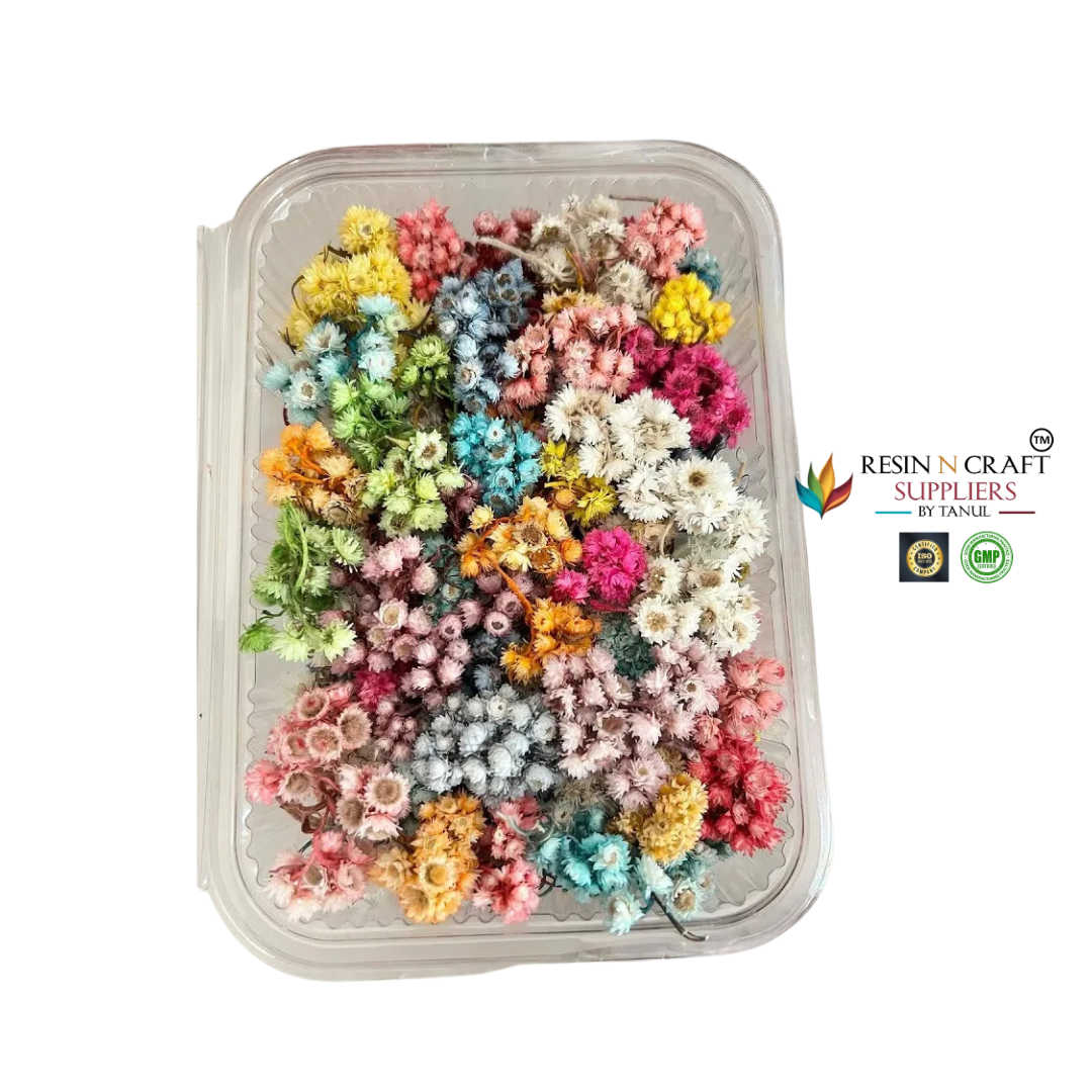 Himalayan Daisy Dried Flower