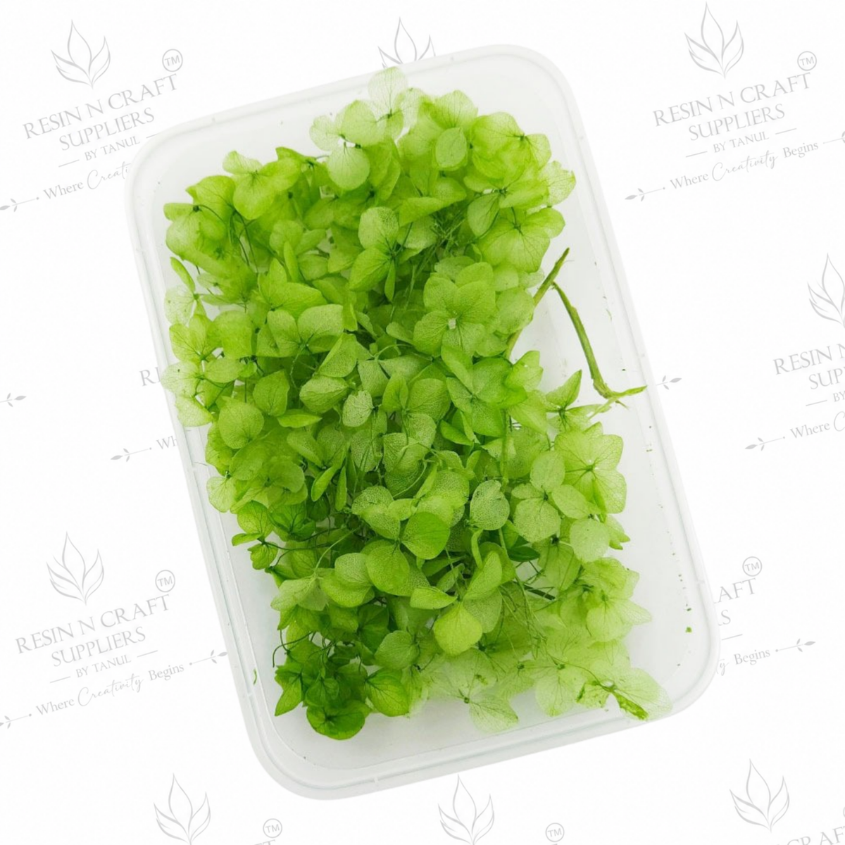 Dried Hydrangea (Hydra) Flowers – Light Green | Code: DMG5013JF