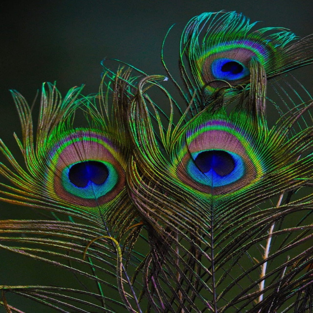 PEACOCK FEATHER BIG