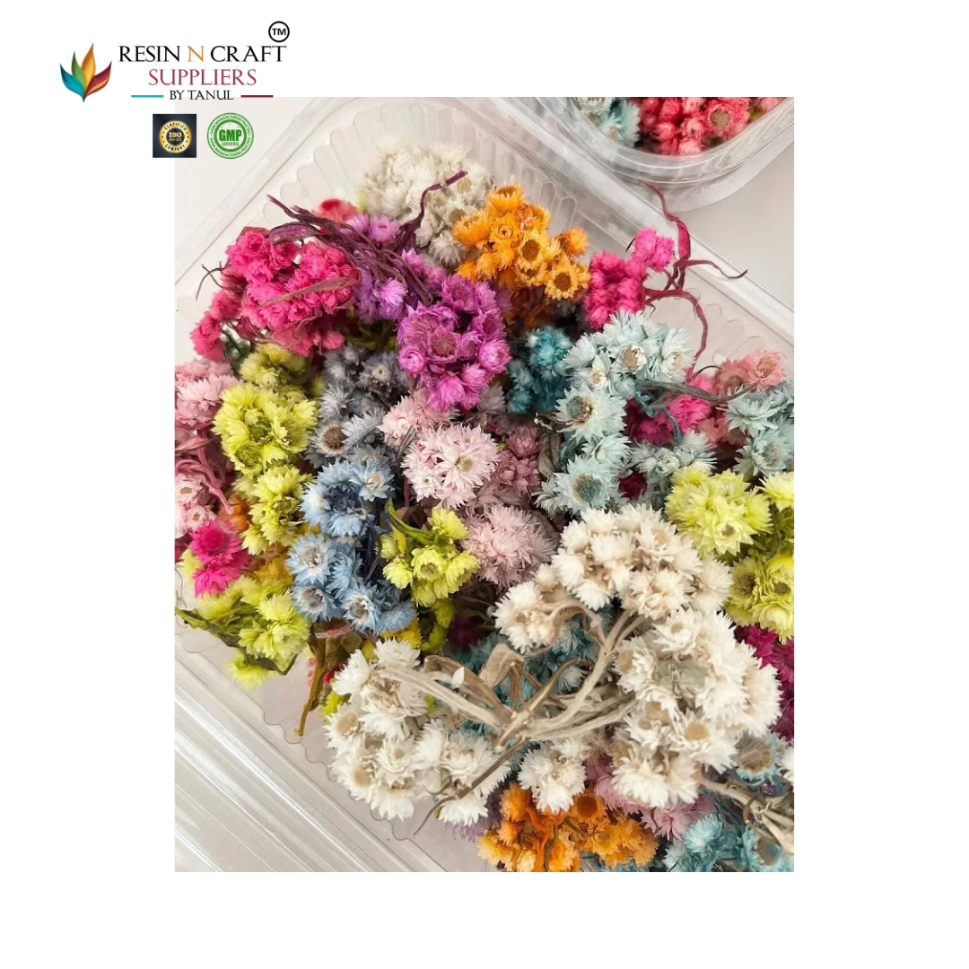 Himalayan Daisy Dried Flower