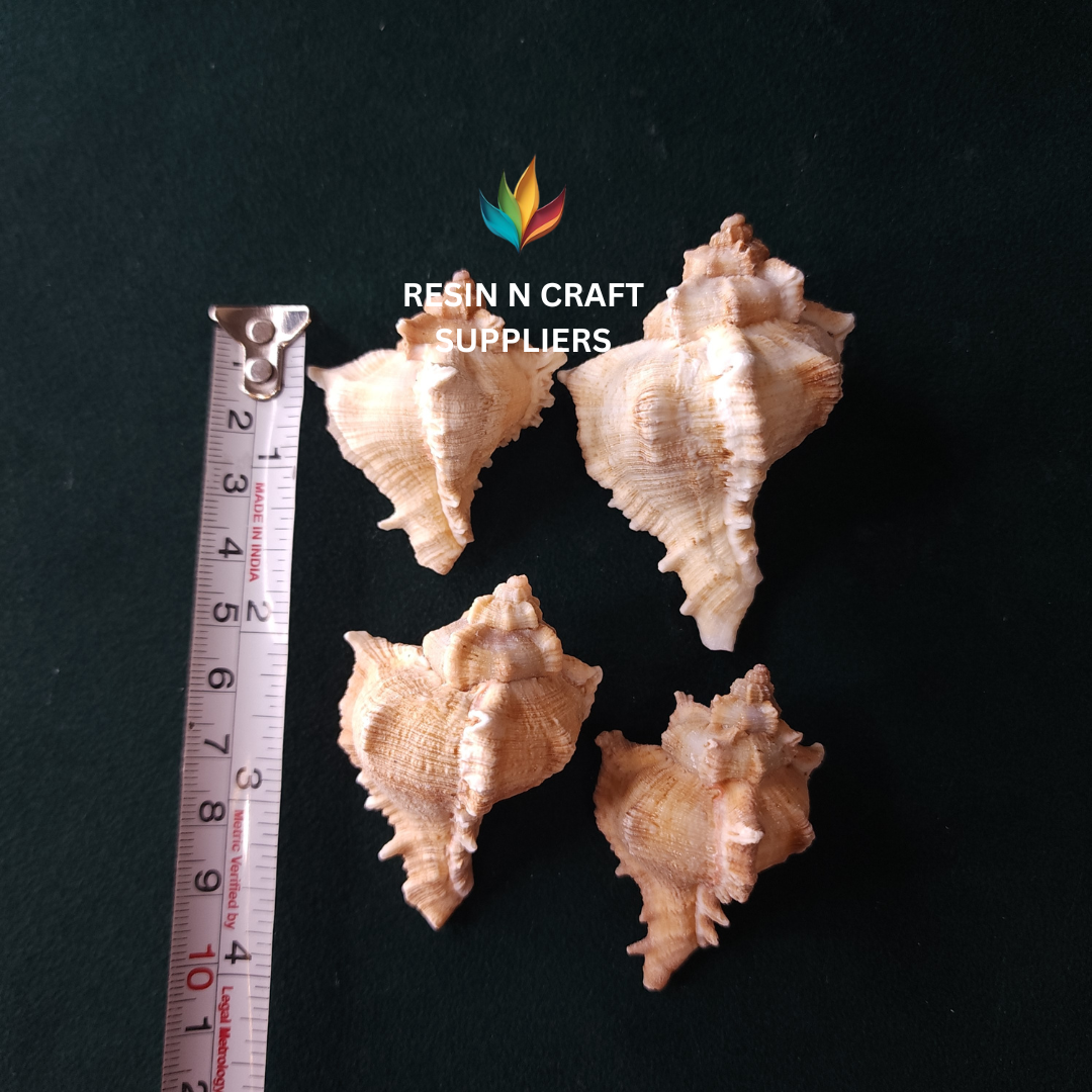 Spiked/Spiny Murex Stone Shells 40 GRMS (Design 4)