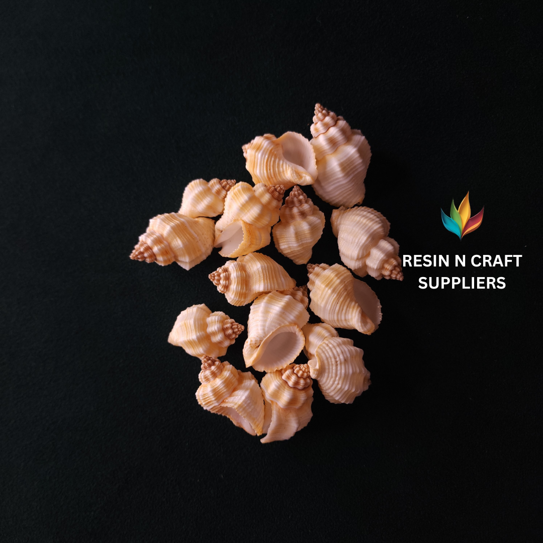 Natural Ridged Whelk Shell Stone 40 GRMS (Design 01)