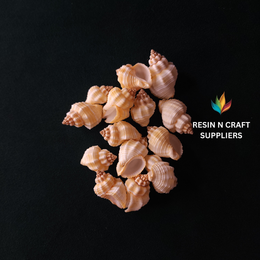 Natural Ridged Whelk Shell Stone 40 GRMS (Design 01)