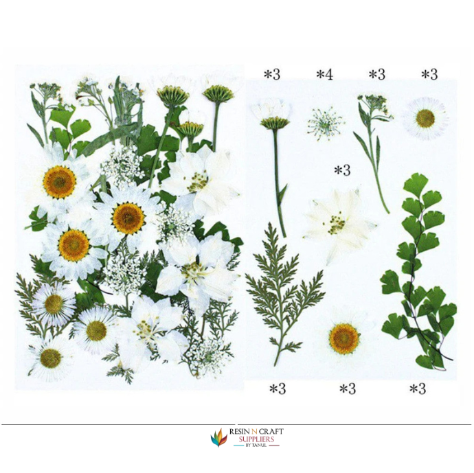 25 In 1 Pressed Flowers Fl066