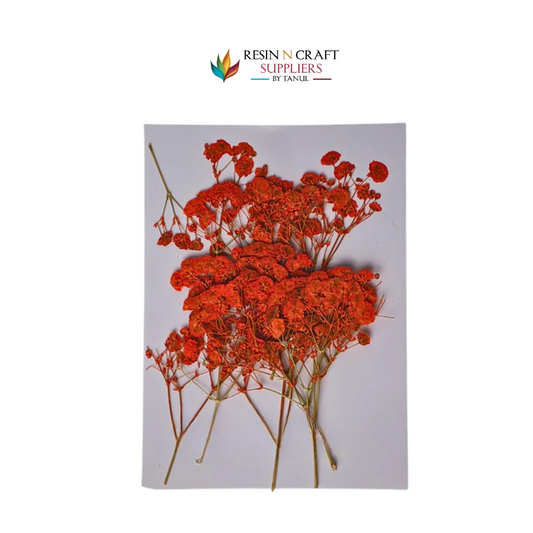 Baby Breath - Orange