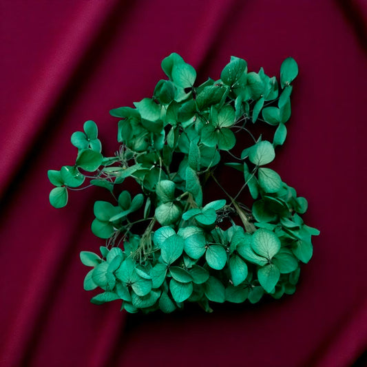 Hydra Flower Big Box