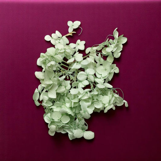 Hydra Flower Big Box