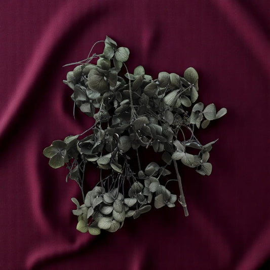 Hydra Flower Big Box