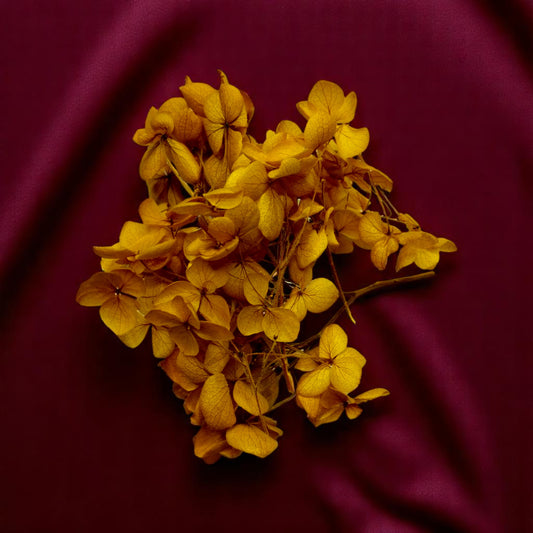 Hydra Flower Big Box