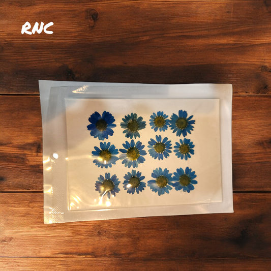 Pressed Dried Daisy Flower Sheet (Blue)