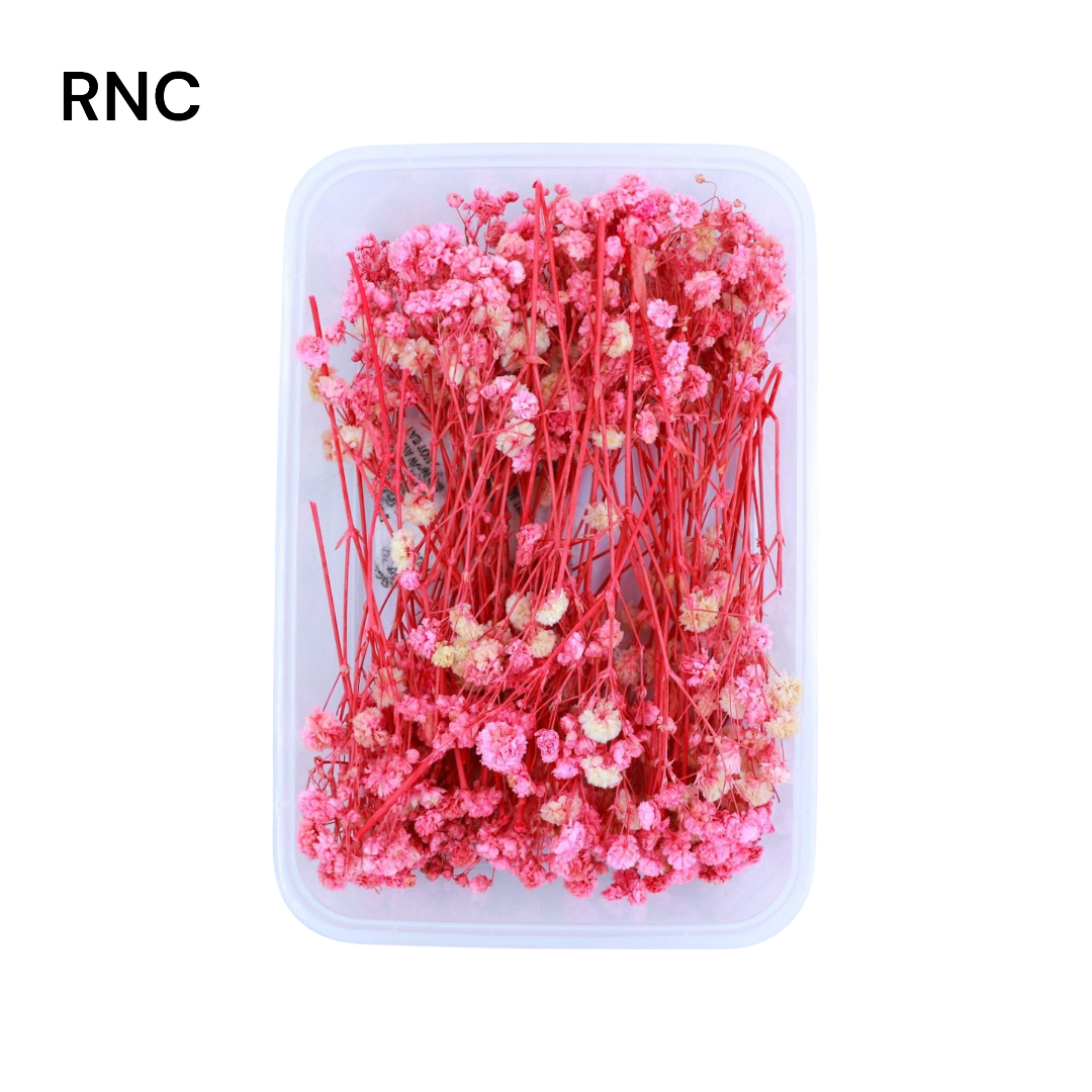 Baby Breath Dry Flower - Pink