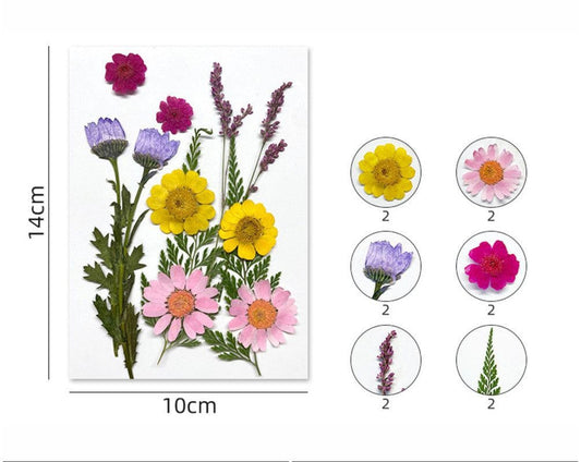 FL170 12 In 1 Pressed Flowers Fl170