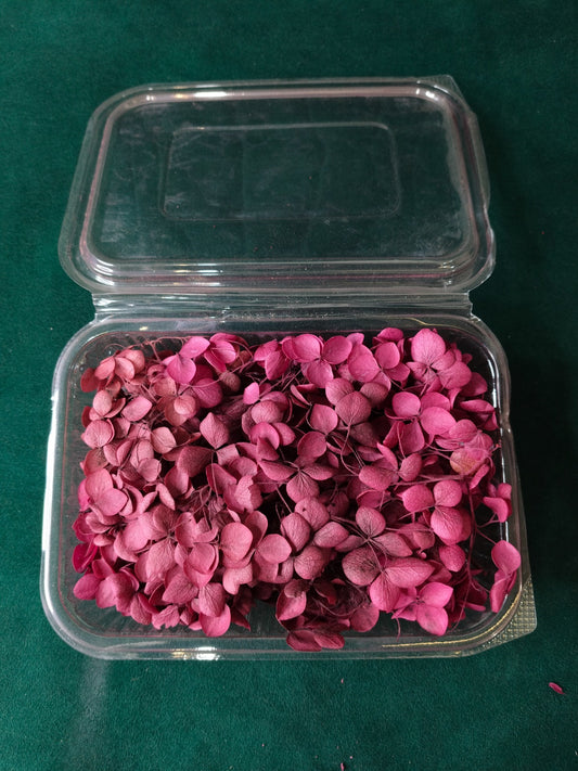 Hydra Flower Big Box